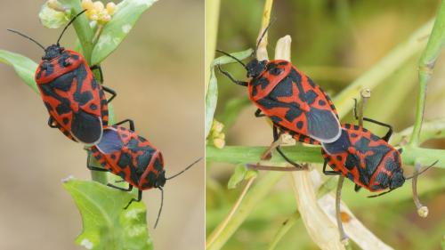Eurydema ventralis